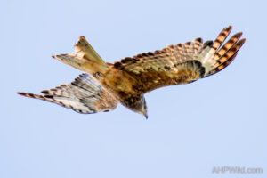 Square-Tailed Kite