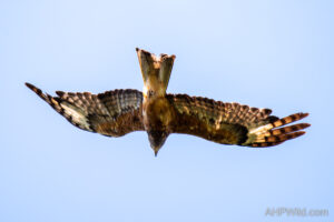 Square-Tailed Kite