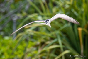 Bridled Tern