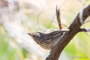 Chestnut-rumped Heathwren