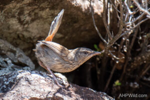 Chestnut-rumped Heathwren