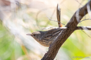 Chestnut-rumped Heathwren