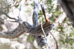 Chestnut-rumped Heathwren