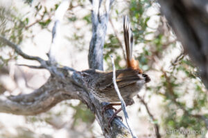 Chestnut-rumped Heathwren