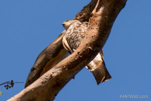 Collared Sparrowhawk