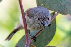 Inland Thornbill