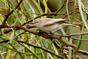 Western Gerygone