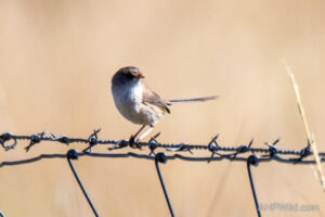 White-winged Fairy-wren
