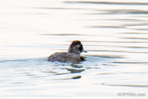 Blue-billed Duck
