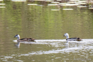 Cotton Pygmy-goose
