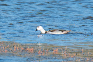Cotton Pygmy-goose