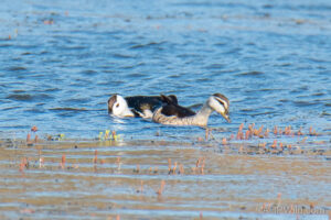 Cotton Pygmy-goose
