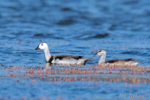 Cotton Pygmy-goose