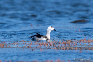 Cotton Pygmy-goose