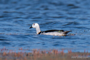 Cotton Pygmy-goose