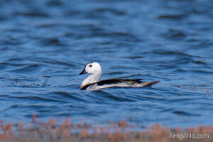 Cotton Pygmy-goose