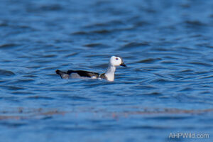 Cotton Pygmy-goose