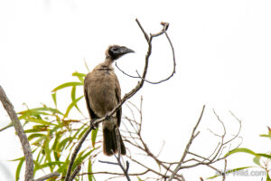 Helmeted Friarbird