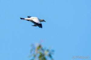 Torresian Imperial-Pigeon
