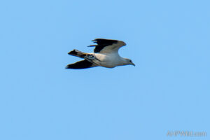 Torresian Imperial-Pigeon