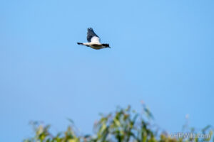 Torresian Imperial-Pigeon