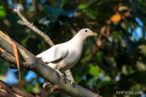 Torresian Imperial-Pigeon