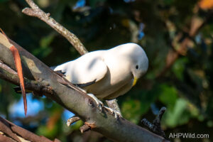 Torresian Imperial-Pigeon