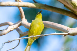 Yellow Honeyeater
