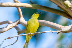 Yellow Honeyeater