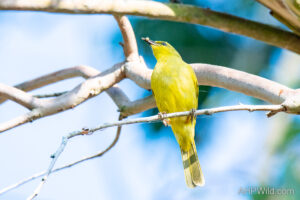 Yellow Honeyeater