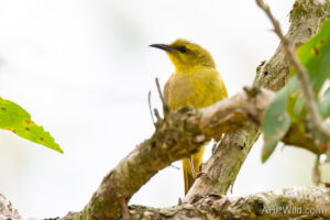 Yellow Honeyeater