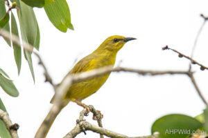 Yellow Honeyeater