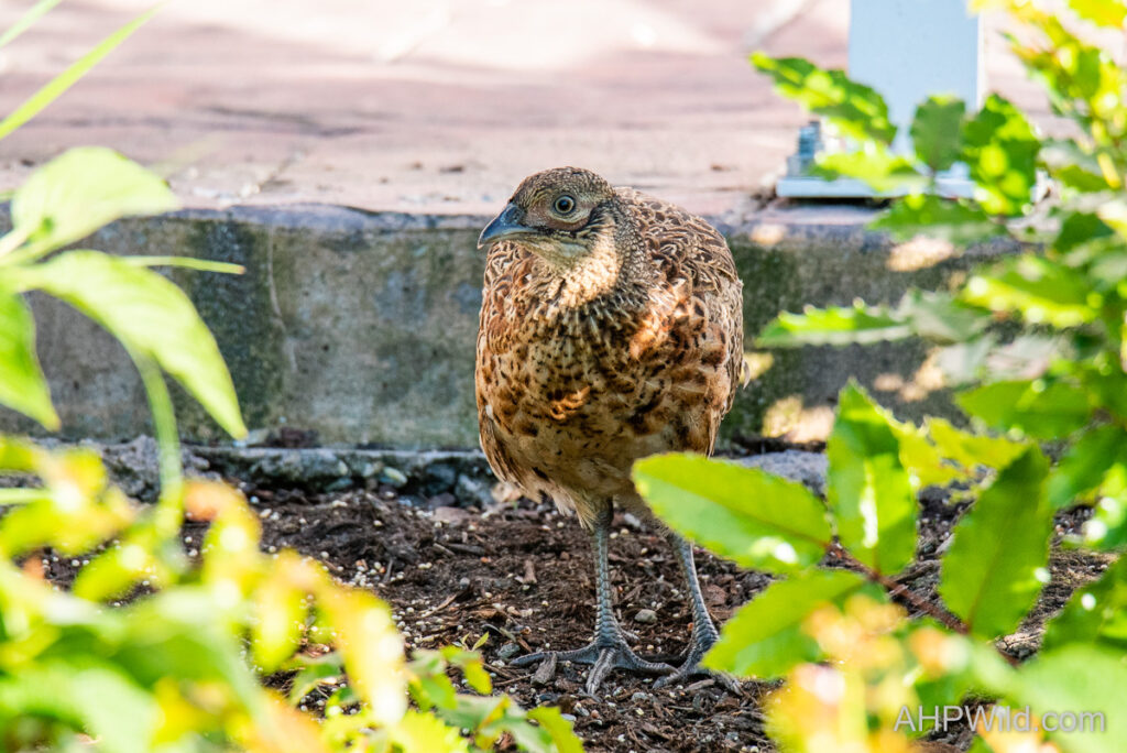 Ring-necked Pheasant