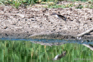 White-browed Crake