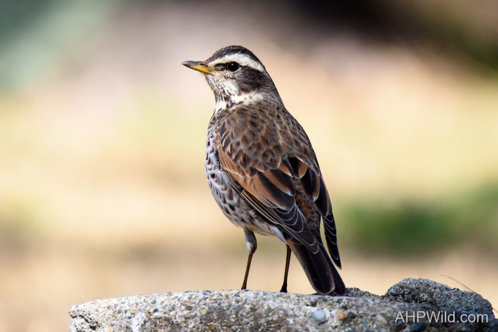 Dusky Thrush