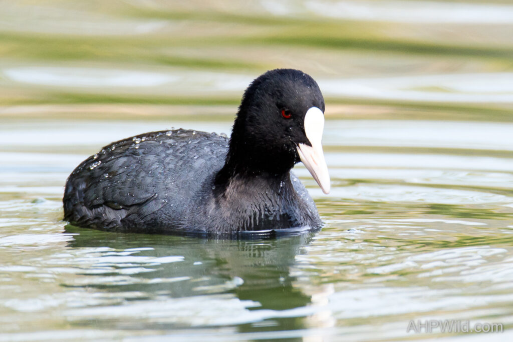 Eurasian Coot