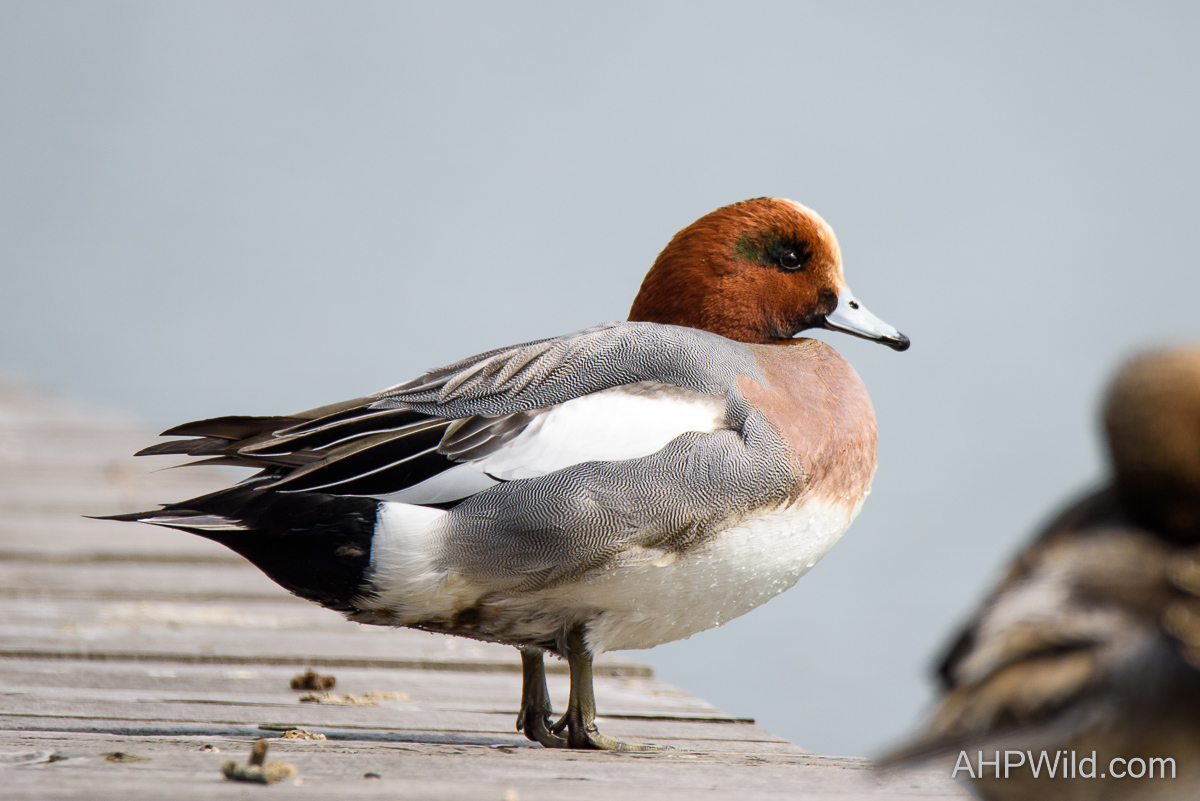 Eurasian Wigeon