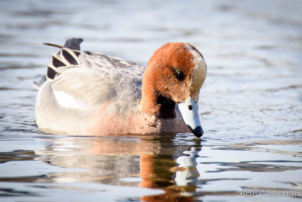 Eurasian Wigeon