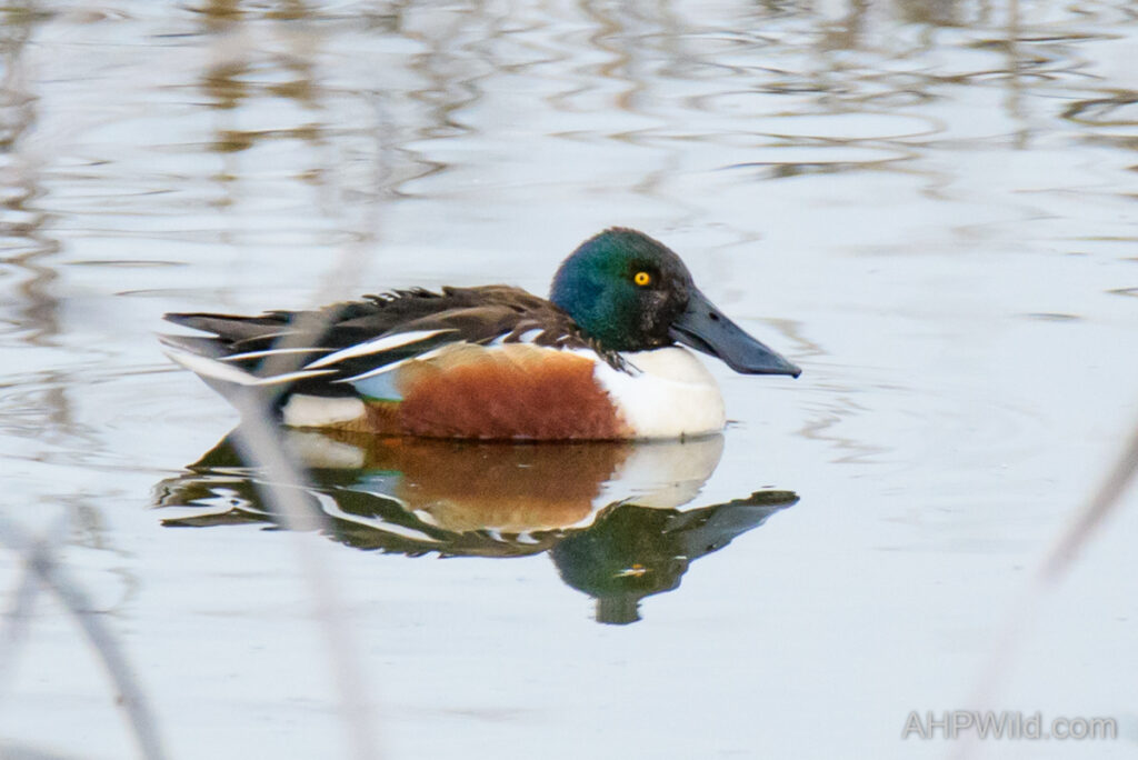 Northern Shoveler