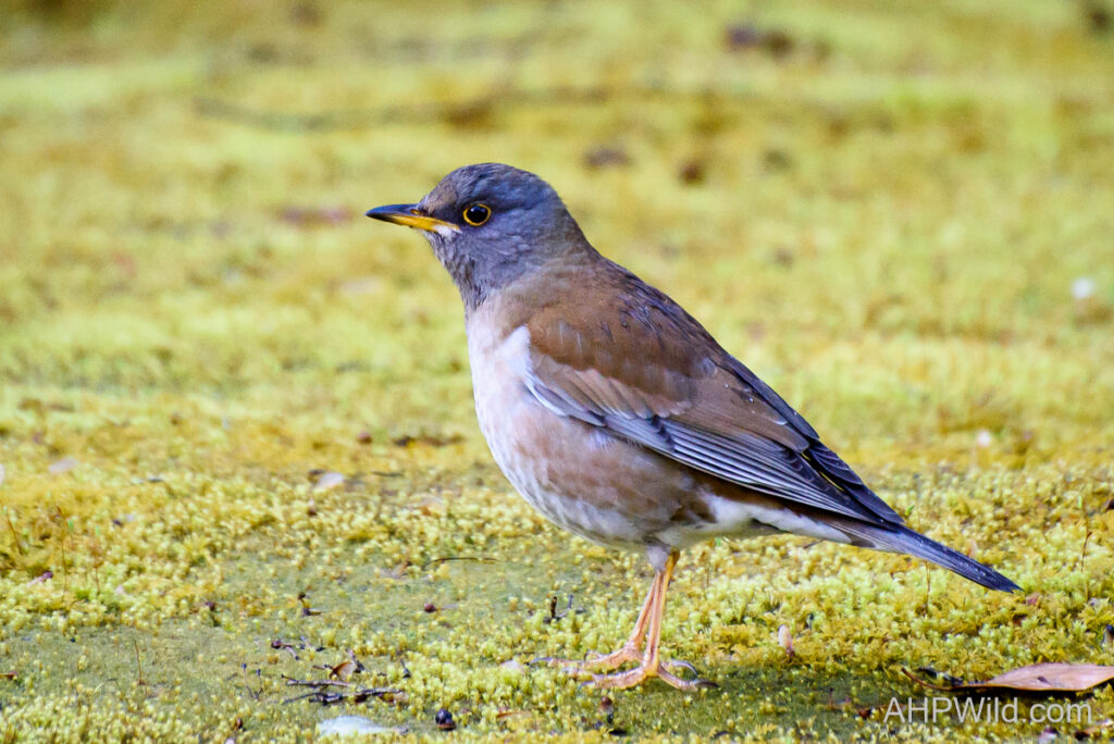 Pale Thrush