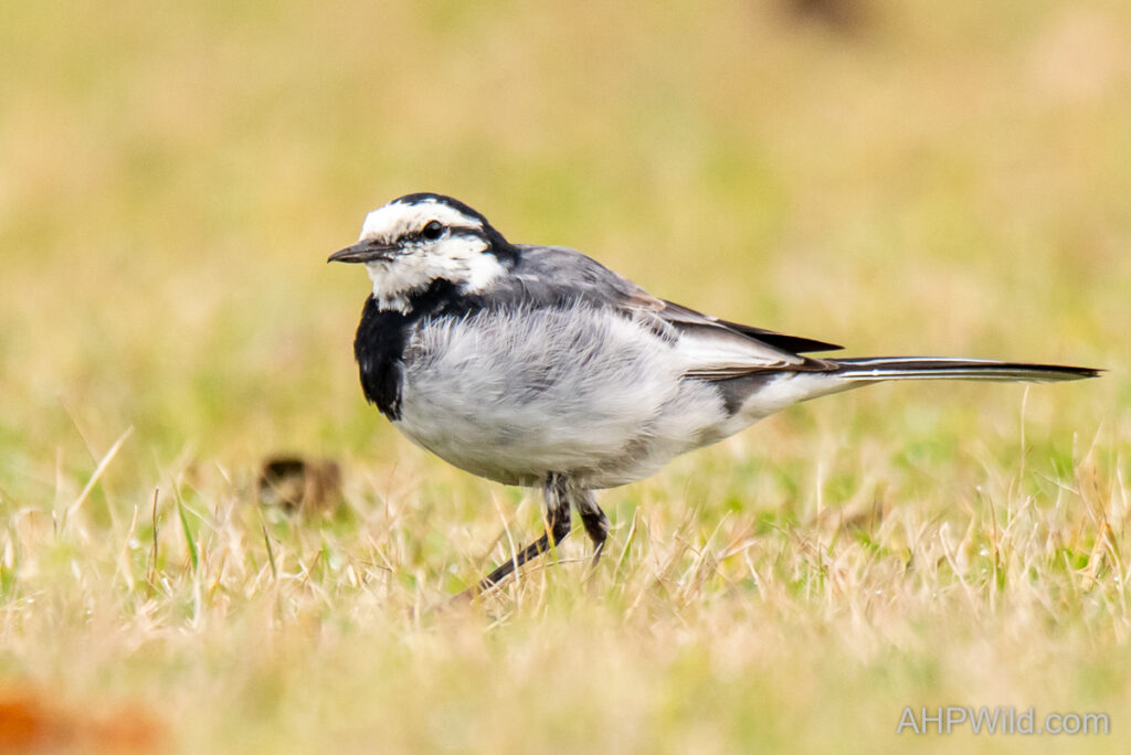 White Wagtail