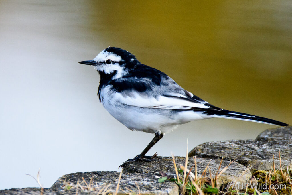 White Wagtail