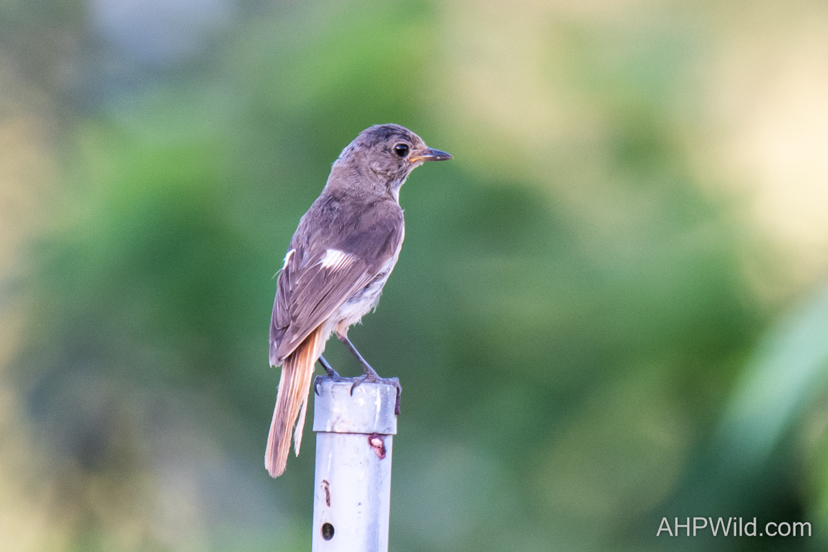 Daurian Redstart