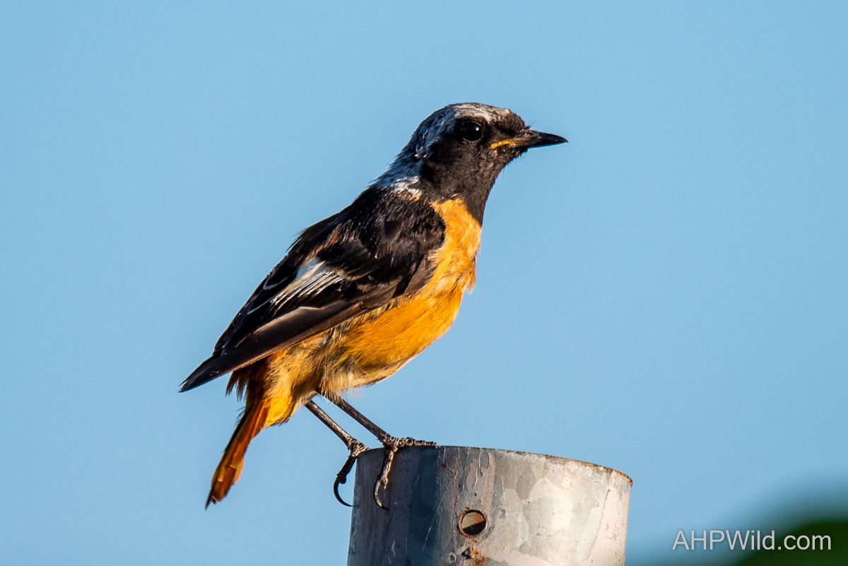 Daurian Redstart