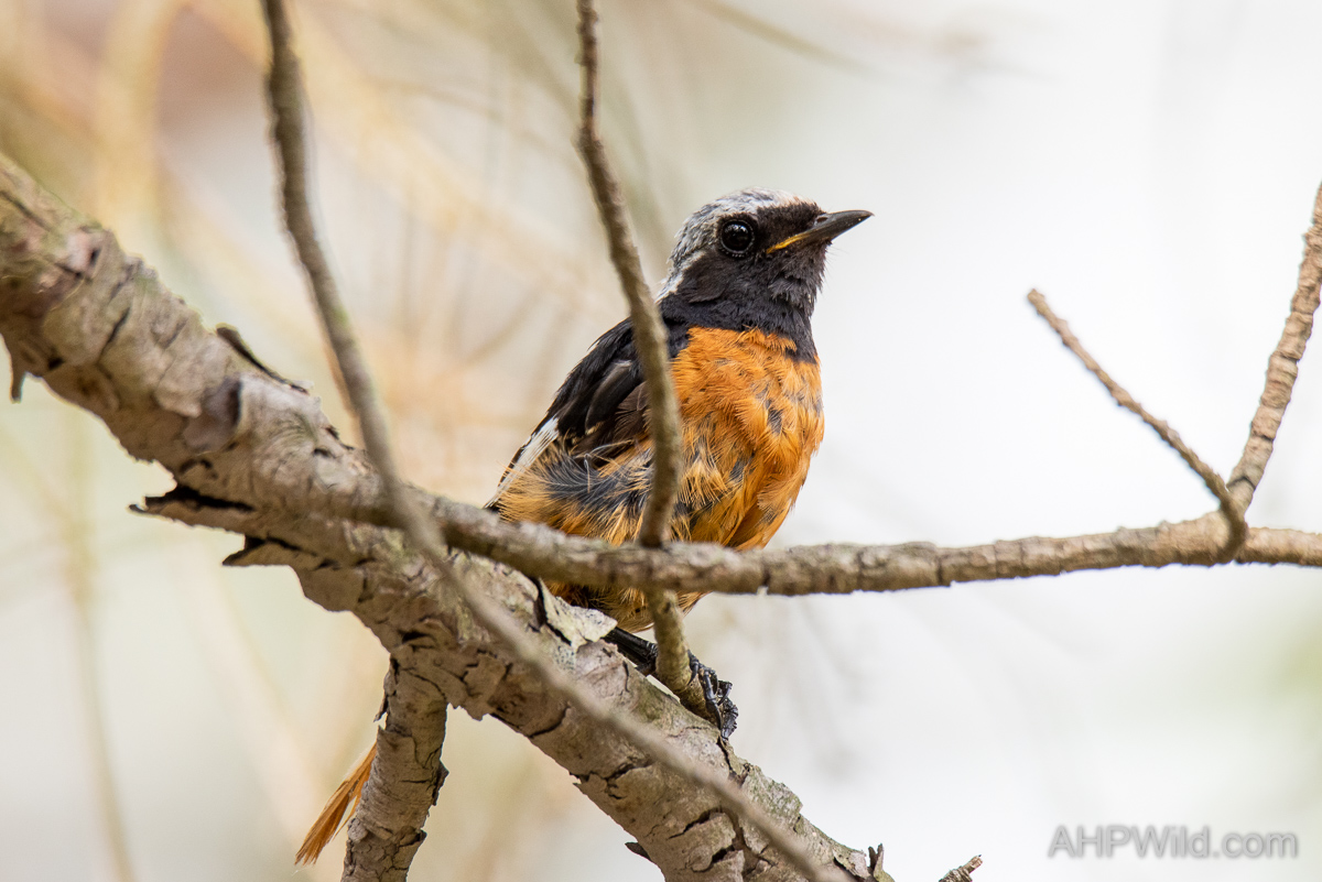 Daurian Redstart