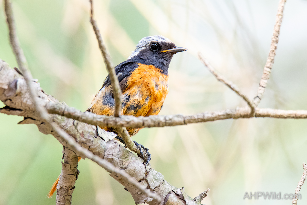 Daurian Redstart