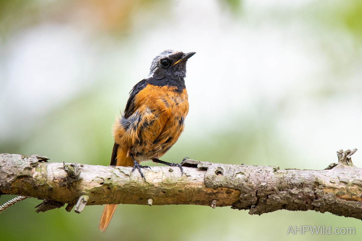 Daurian Redstart