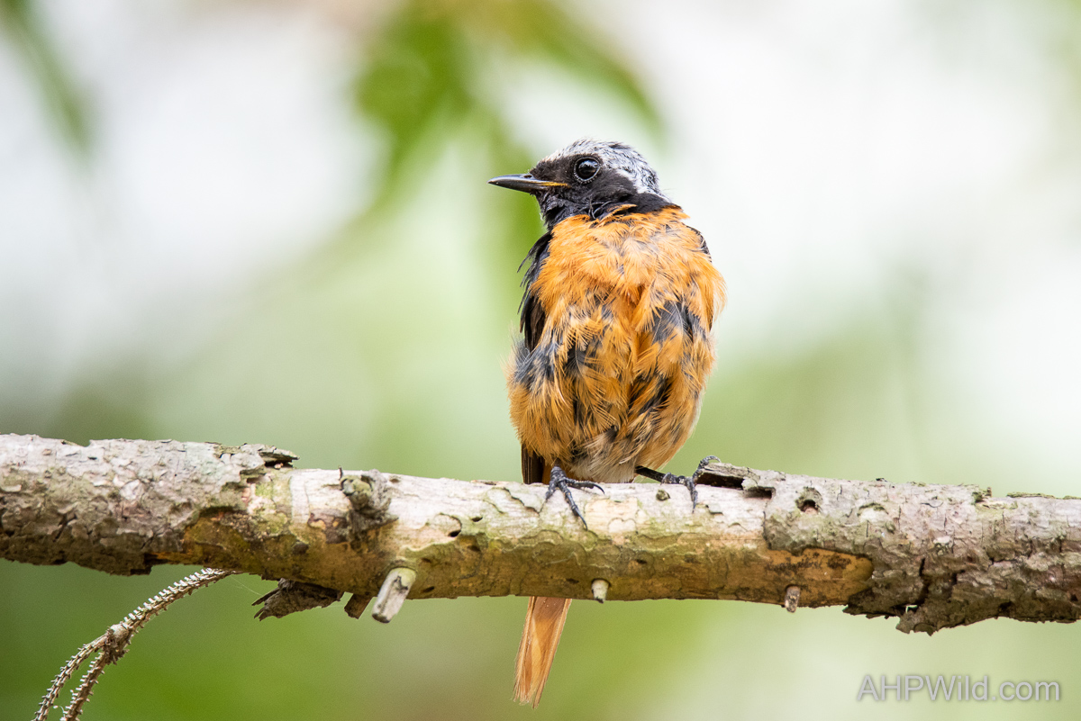 Daurian Redstart