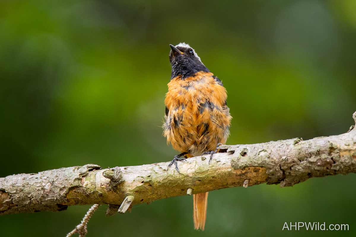 Daurian Redstart