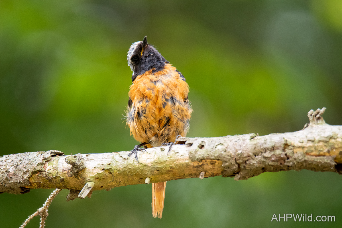 Daurian Redstart